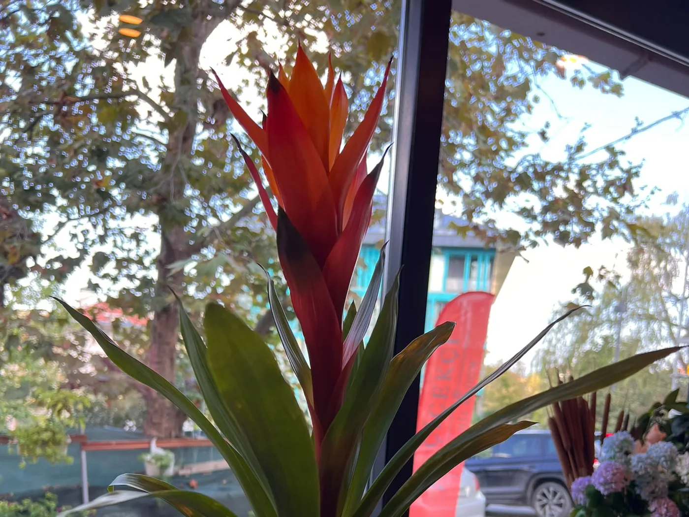 His Bloom dükkân vitrininden sokak manzarası ve saksı çiçeği