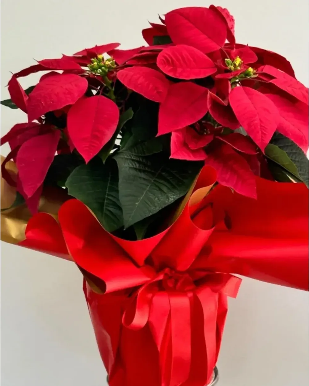 Kırmızı ve altın kağıtla sarılmış kırmızı Atatürk çiçeği (poinsettia)